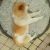 疼疼
