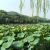 老杜花生